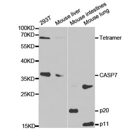 Western blot - CASP7 Antibody from Signalway Antibody (32299) - Antibodies.com