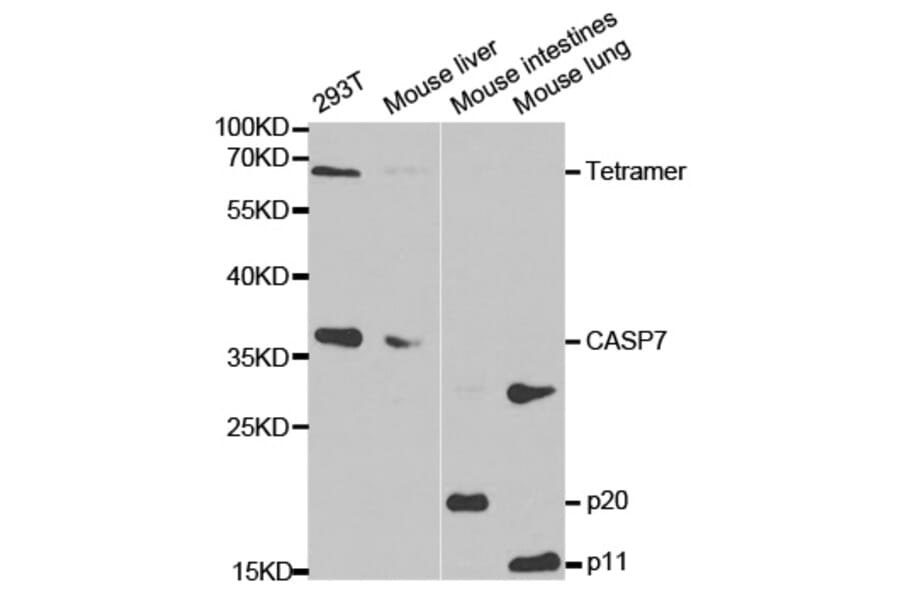Western blot - CASP7 Antibody from Signalway Antibody (32299) - Antibodies.com
