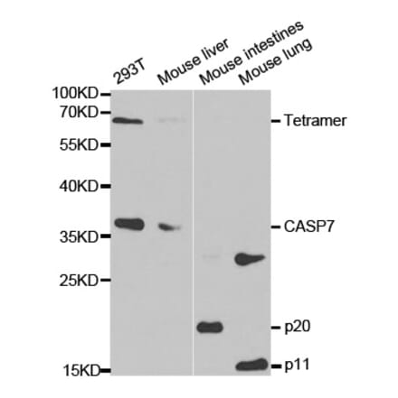 Western blot - CASP7 Antibody from Signalway Antibody (32299) - Antibodies.com