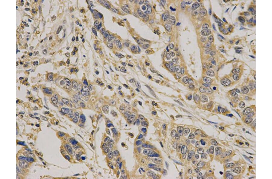 Immunohistochemistry - CASP7 Antibody from Signalway Antibody (32299) - Antibodies.com