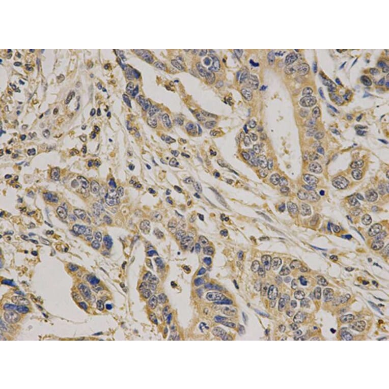 Immunohistochemistry - CASP7 Antibody from Signalway Antibody (32299) - Antibodies.com