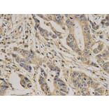 Immunohistochemistry - CASP7 Antibody from Signalway Antibody (32299) - Antibodies.com