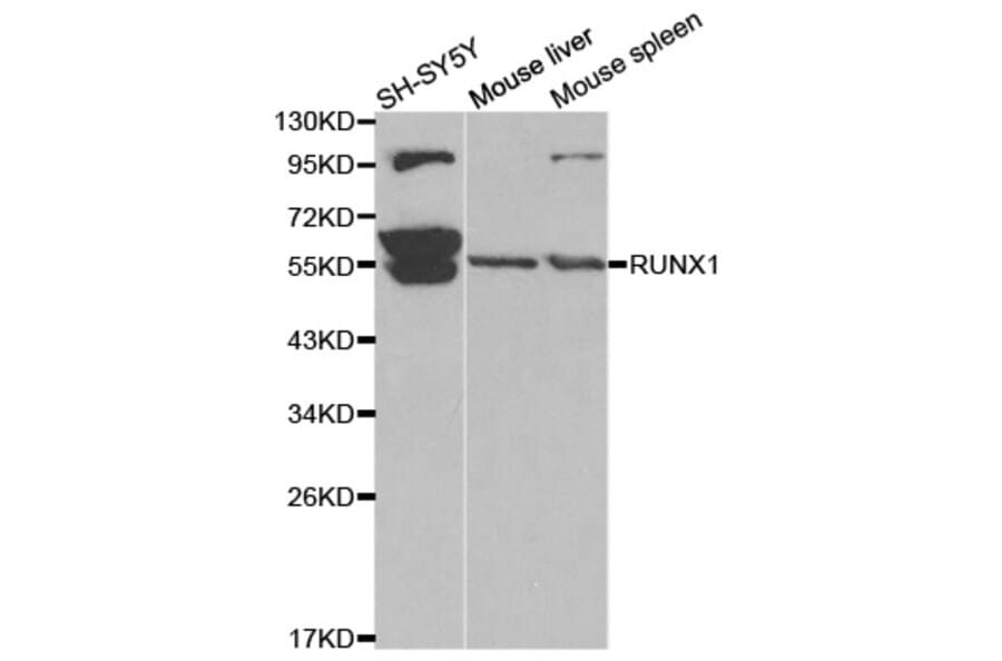 Western blot - RUNX1 Antibody from Signalway Antibody (32574) - Antibodies.com