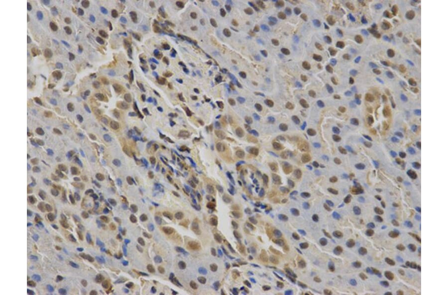 Immunohistochemistry - RUNX1 Antibody from Signalway Antibody (32574) - Antibodies.com