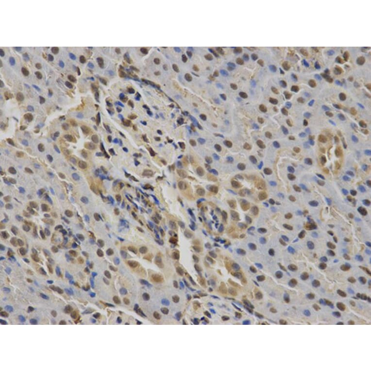 Immunohistochemistry - RUNX1 Antibody from Signalway Antibody (32574) - Antibodies.com