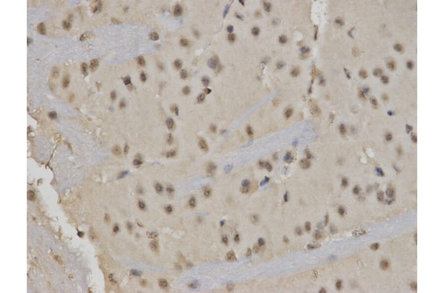 Immunohistochemistry - RUNX1 Antibody from Signalway Antibody (32574) - Antibodies.com