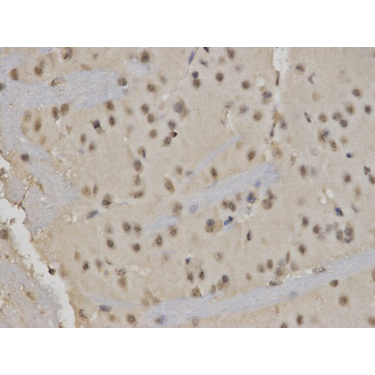 Immunohistochemistry - RUNX1 Antibody from Signalway Antibody (32574) - Antibodies.com