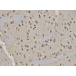 Immunohistochemistry - RUNX1 Antibody from Signalway Antibody (32574) - Antibodies.com