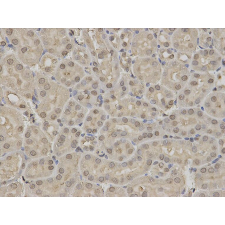 Immunohistochemistry - RUNX1 Antibody from Signalway Antibody (32574) - Antibodies.com