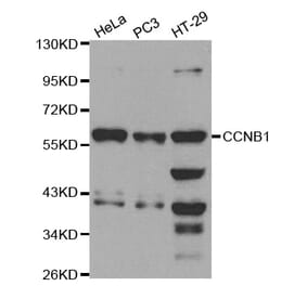 Western blot - CCNB1 Antibody from Signalway Antibody (32575) - Antibodies.com