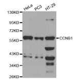 Western blot - CCNB1 Antibody from Signalway Antibody (32575) - Antibodies.com