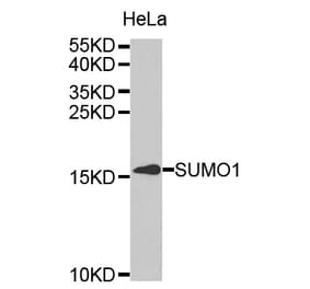 Western blot - SUMO1 Antibody from Signalway Antibody (32614) - Antibodies.com