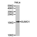 Western blot - SUMO1 Antibody from Signalway Antibody (32614) - Antibodies.com