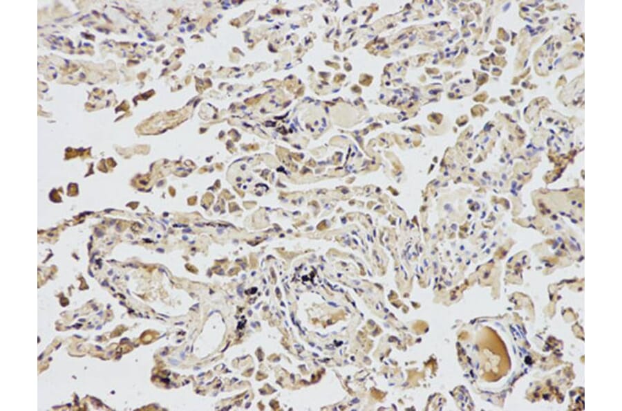 Immunohistochemistry - UCHL1 Antibody from Signalway Antibody (32615) - Antibodies.com