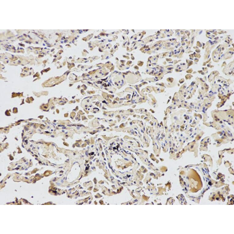 Immunohistochemistry - UCHL1 Antibody from Signalway Antibody (32615) - Antibodies.com