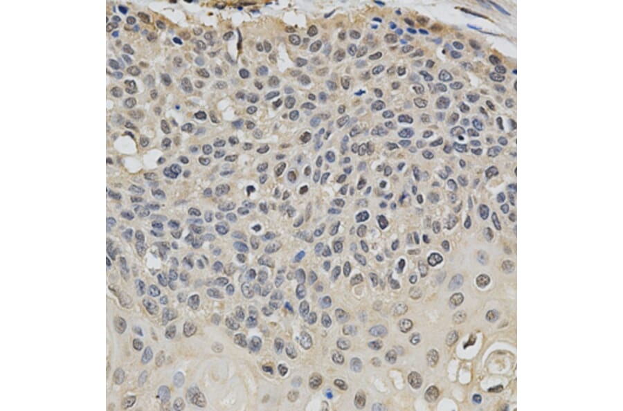 Immunohistochemistry - EIF4E Antibody from Signalway Antibody (32632) - Antibodies.com