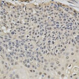 Immunohistochemistry - EIF4E Antibody from Signalway Antibody (32632) - Antibodies.com