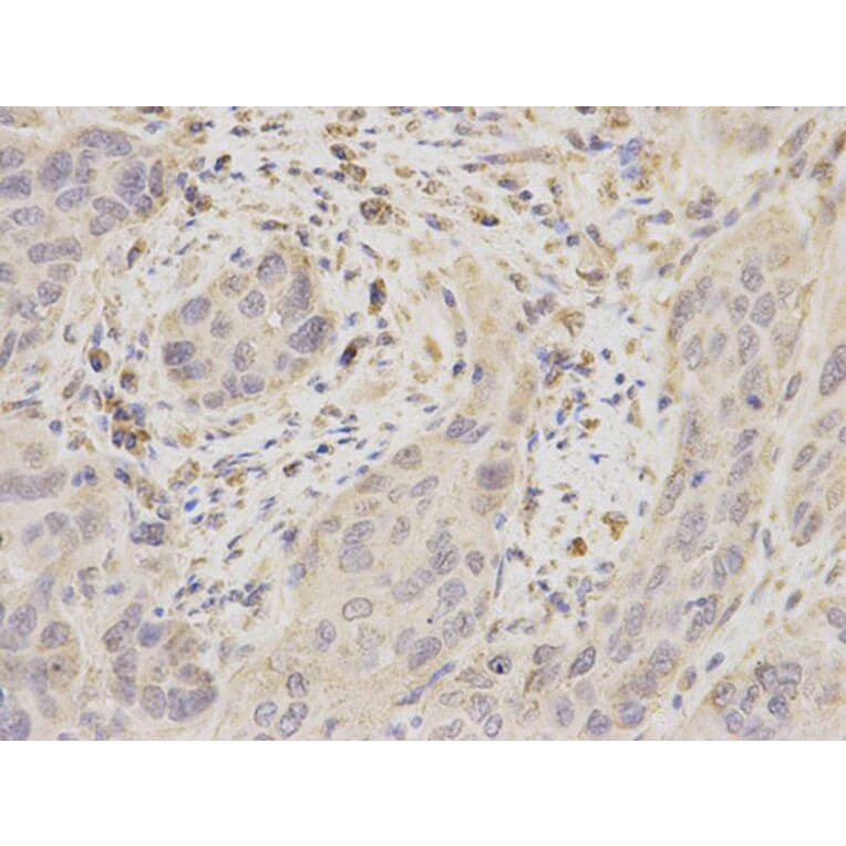 Immunohistochemistry - UBE2I Antibody from Signalway Antibody (32656) - Antibodies.com