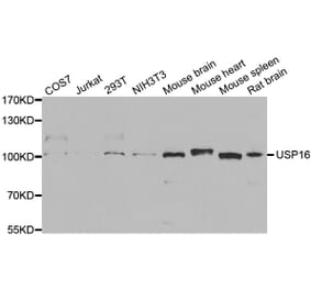 Western blot - USP16 Antibody from Signalway Antibody (33098) - Antibodies.com