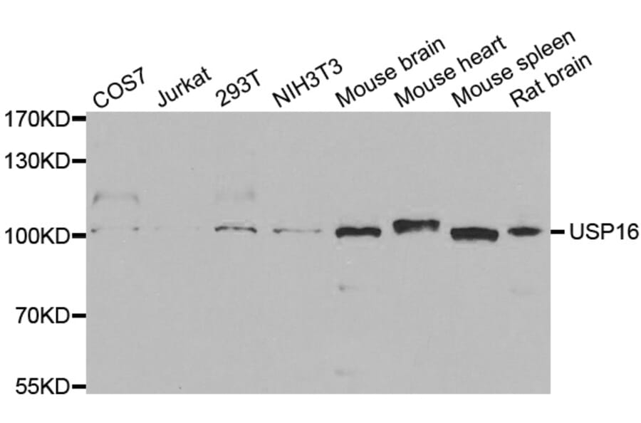 Western blot - USP16 Antibody from Signalway Antibody (33098) - Antibodies.com