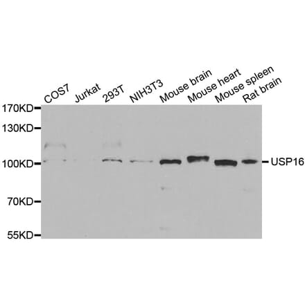 Western blot - USP16 Antibody from Signalway Antibody (33098) - Antibodies.com