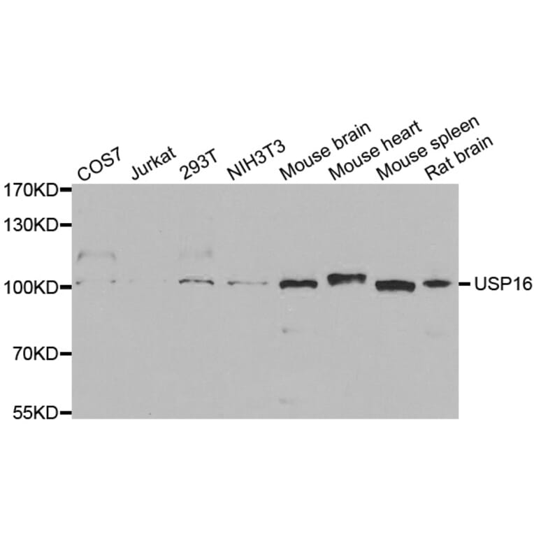 Western blot - USP16 Antibody from Signalway Antibody (33098) - Antibodies.com