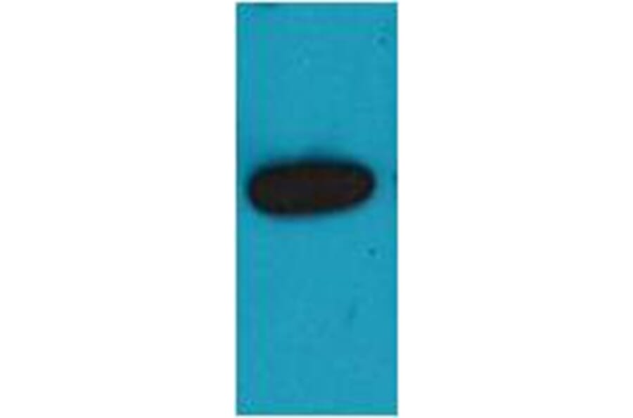 Western blot - mOrange Rabbit Polyclonal Antibody from Signalway Antibody (38079) - Antibodies.com