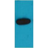Western blot - mOrange Rabbit Polyclonal Antibody from Signalway Antibody (38079) - Antibodies.com