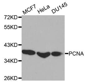 Western blot - PCNA Antibody from Signalway Antibody (32052) - Antibodies.com