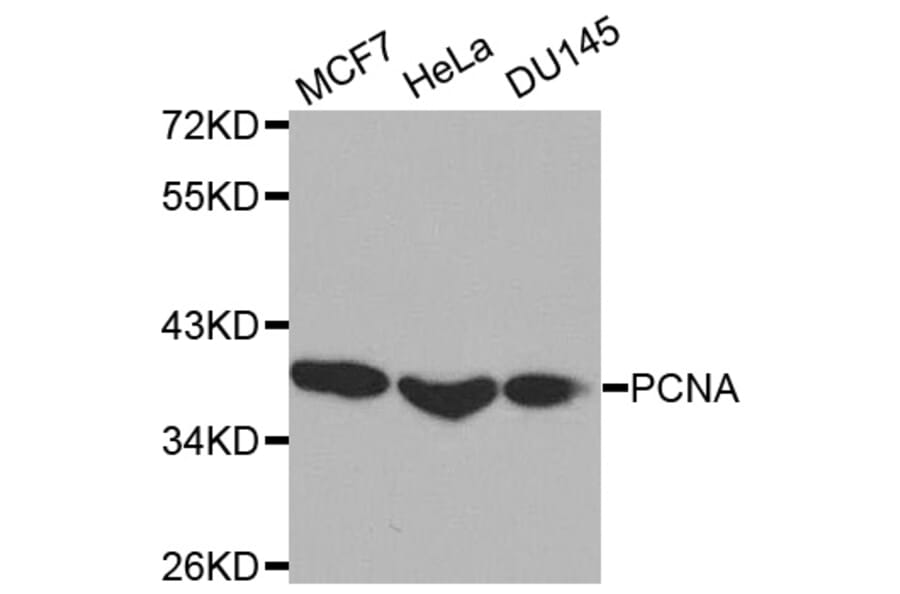 Western blot - PCNA Antibody from Signalway Antibody (32052) - Antibodies.com