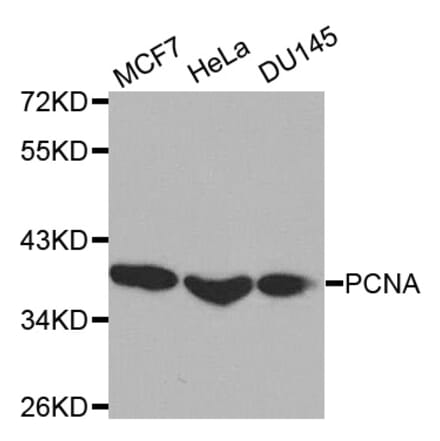 Western blot - PCNA Antibody from Signalway Antibody (32052) - Antibodies.com