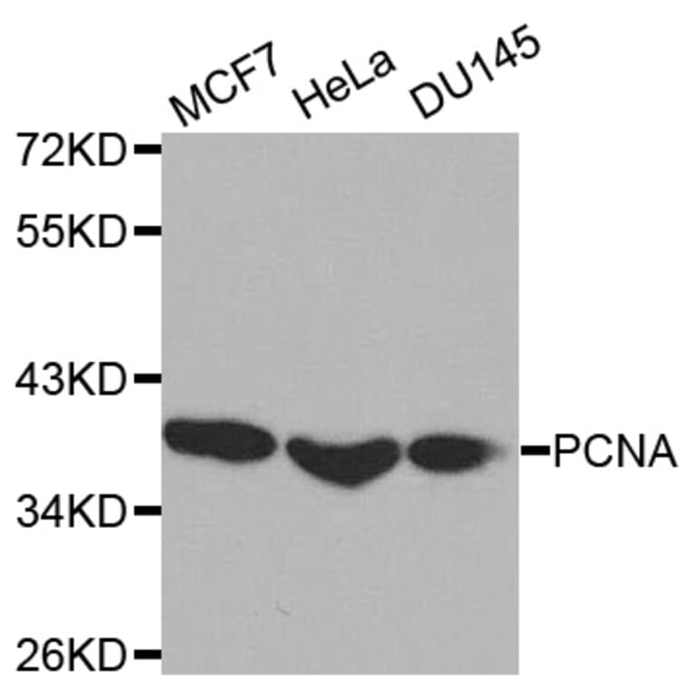 Western blot - PCNA Antibody from Signalway Antibody (32052) - Antibodies.com