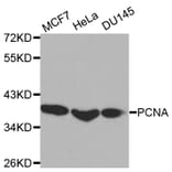 Western blot - PCNA Antibody from Signalway Antibody (32052) - Antibodies.com