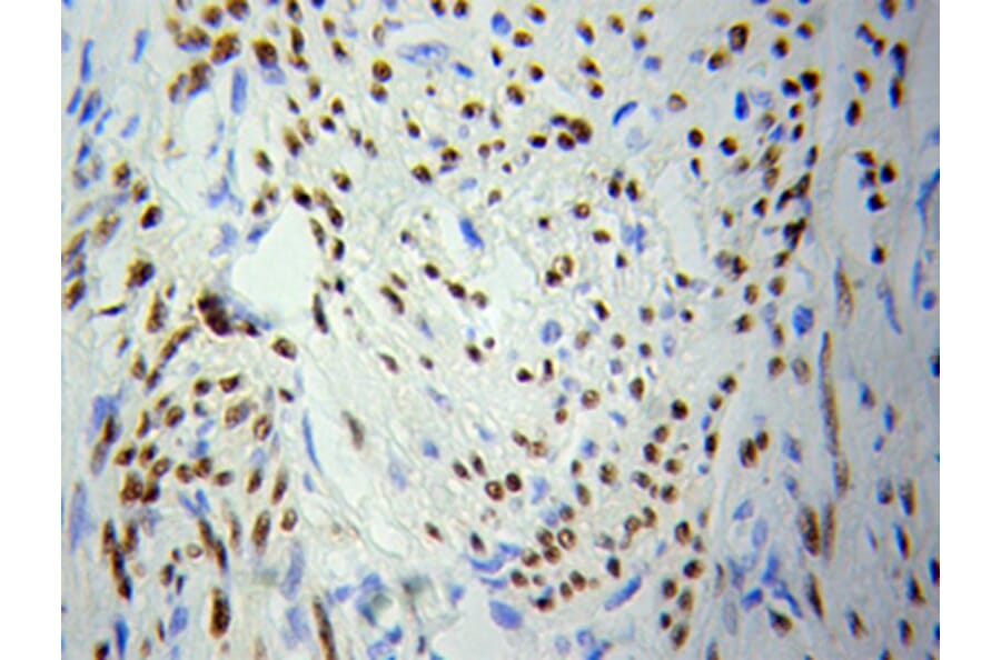 Immunohistochemistry - PCNA Antibody from Signalway Antibody (32052) - Antibodies.com