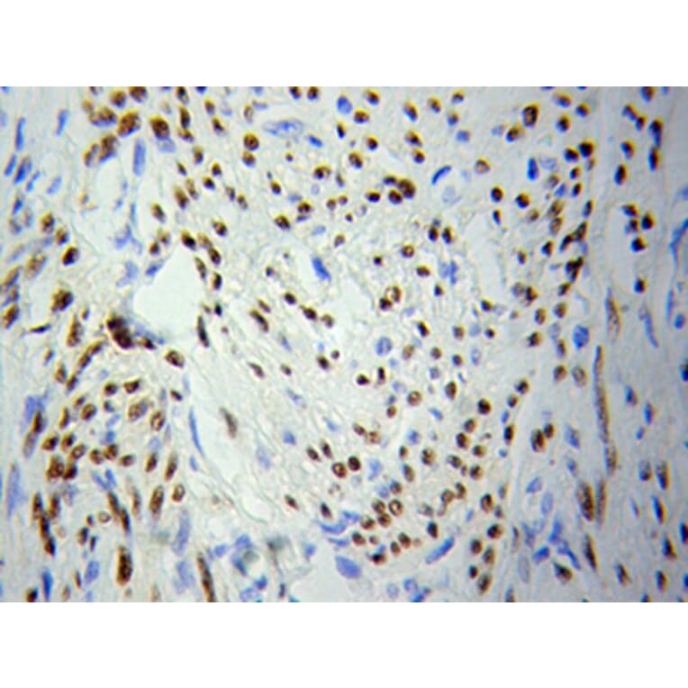 Immunohistochemistry - PCNA Antibody from Signalway Antibody (32052) - Antibodies.com