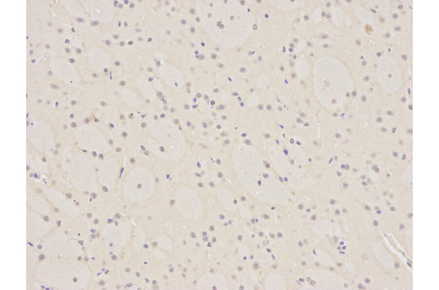 Immunohistochemistry - PCNA Antibody from Signalway Antibody (32052) - Antibodies.com