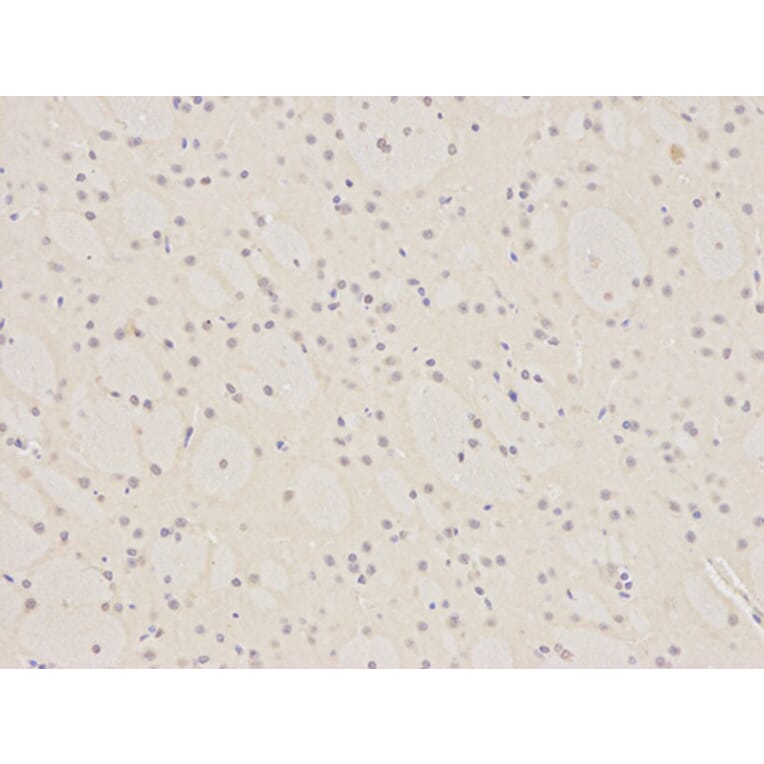 Immunohistochemistry - PCNA Antibody from Signalway Antibody (32052) - Antibodies.com