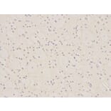 Immunohistochemistry - PCNA Antibody from Signalway Antibody (32052) - Antibodies.com