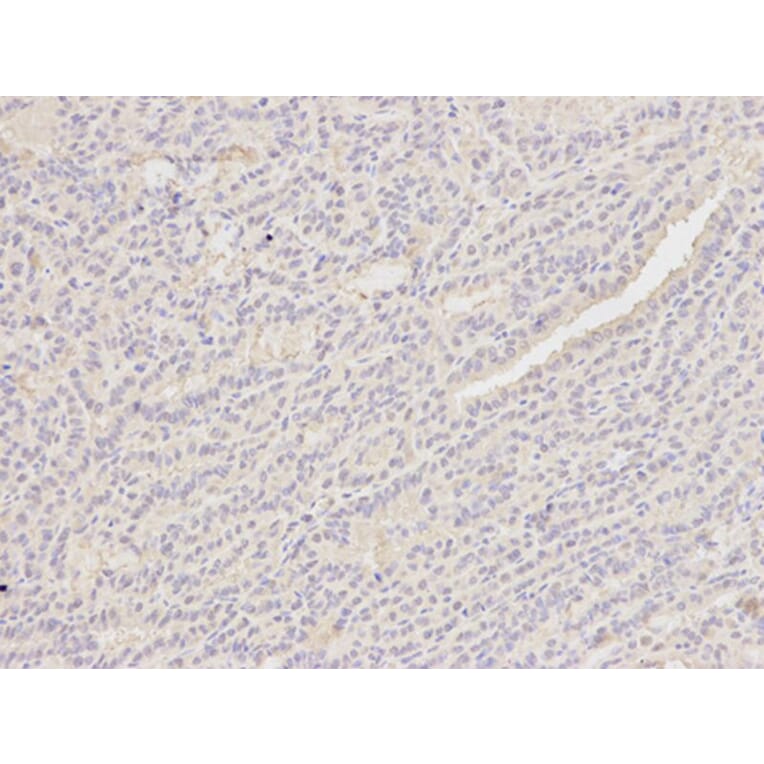Immunohistochemistry - PCNA Antibody from Signalway Antibody (32052) - Antibodies.com