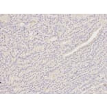 Immunohistochemistry - PCNA Antibody from Signalway Antibody (32052) - Antibodies.com