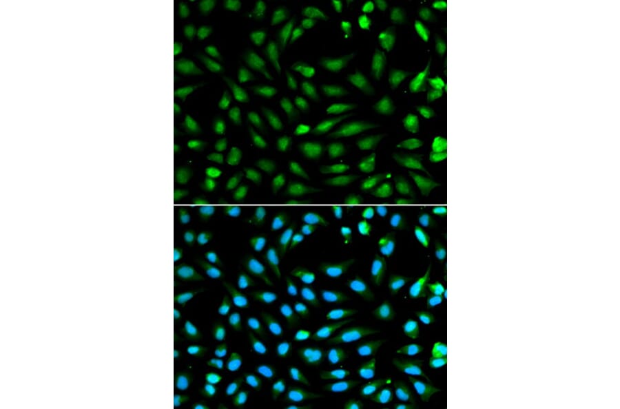 Immunofluorescence - PCNA Antibody from Signalway Antibody (32052) - Antibodies.com