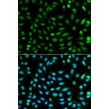 Immunofluorescence - PCNA Antibody from Signalway Antibody (32052) - Antibodies.com