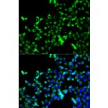 Immunofluorescence - CALR Antibody from Signalway Antibody (32141) - Antibodies.com