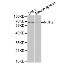 Western blot - NCF2 Antibody from Signalway Antibody (32207) - Antibodies.com