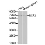 Western blot - NCF2 Antibody from Signalway Antibody (32207) - Antibodies.com