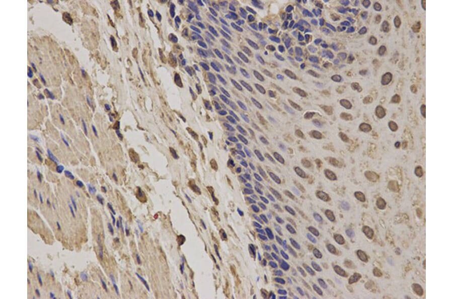 Immunohistochemistry - NCF2 Antibody from Signalway Antibody (32207) - Antibodies.com