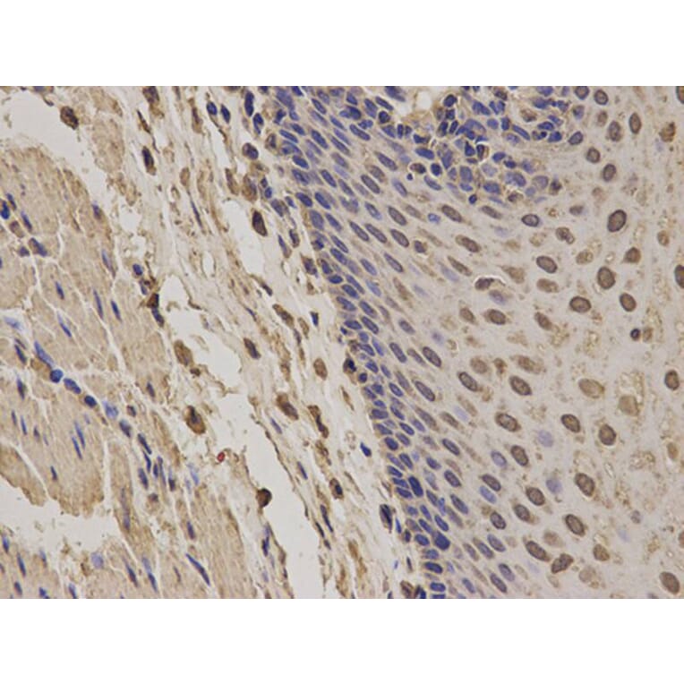 Immunohistochemistry - NCF2 Antibody from Signalway Antibody (32207) - Antibodies.com