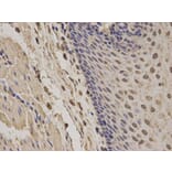 Immunohistochemistry - NCF2 Antibody from Signalway Antibody (32207) - Antibodies.com