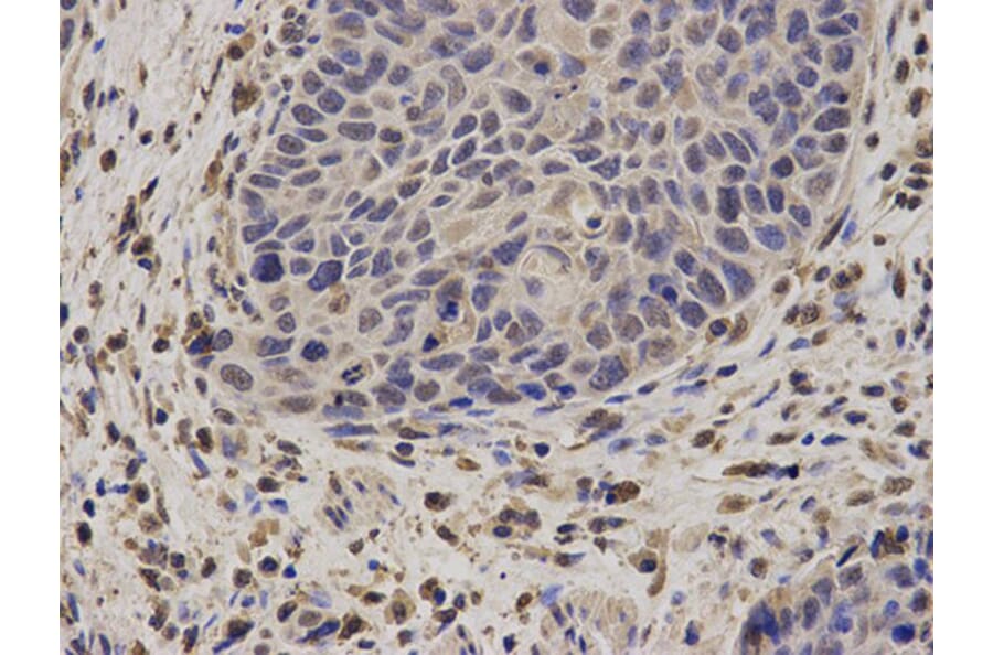 Immunohistochemistry - NCF2 Antibody from Signalway Antibody (32207) - Antibodies.com