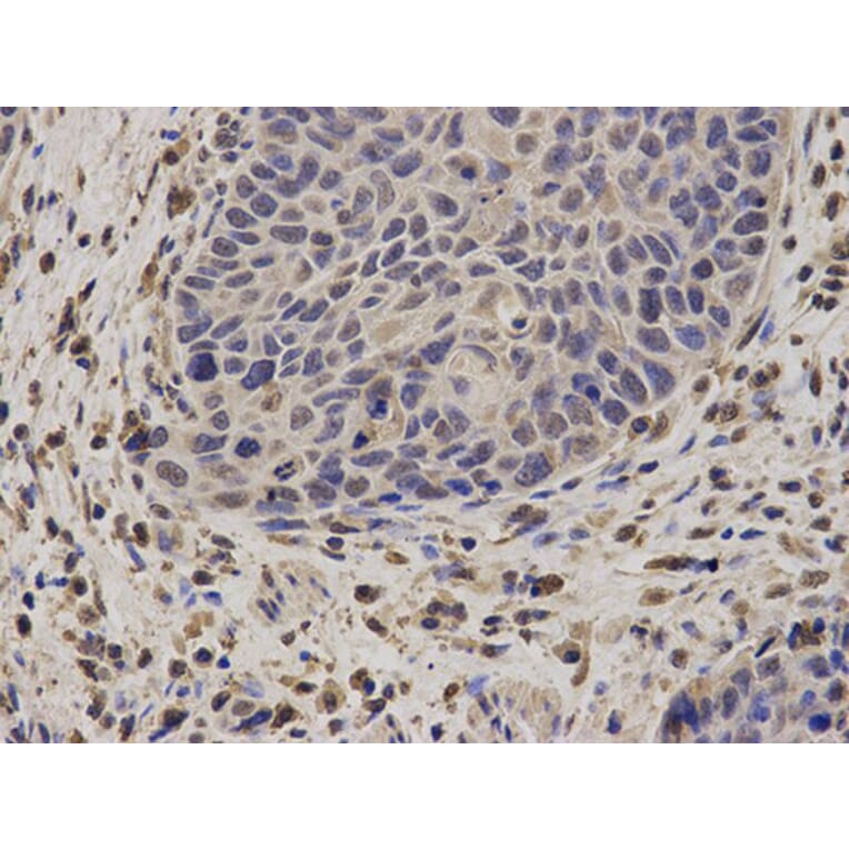 Immunohistochemistry - NCF2 Antibody from Signalway Antibody (32207) - Antibodies.com